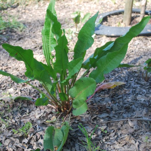 Rumex crispus
